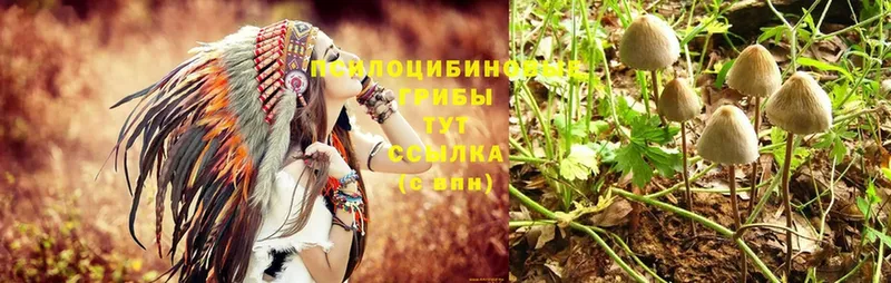 купить наркоту  Новоалтайск  OMG зеркало  Псилоцибиновые грибы Psilocybe 